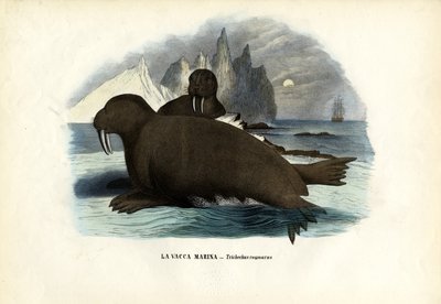 Walrus by Raimundo Petraroja